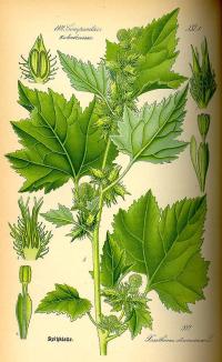Zoom illustration xanthium_strumarium.jpg