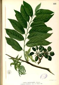 Zoom illustration ylang_ylang.jpg