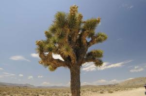 Zoom illustration yucca_brevifolia.jpg
