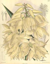 Zoom illustration yucca_gigantea.jpg