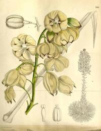 Zoom illustration yucca_whipplei.jpg