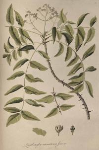 Zoom illustration zanthoxylum_clava-herculis.jpg