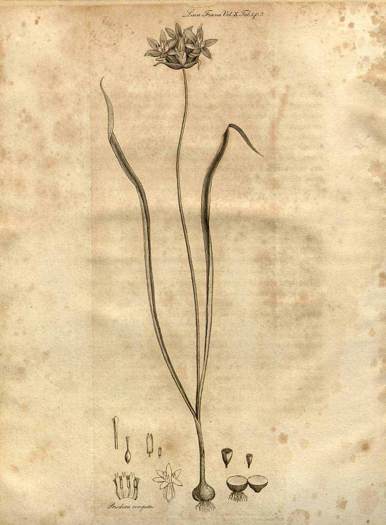 Illustration Dichelostemma congestum, Par Transactions of the Linnean Society of London (1791-1875) Trans. Linn. Soc. London vol. 10 (1811), via plantillustrations 