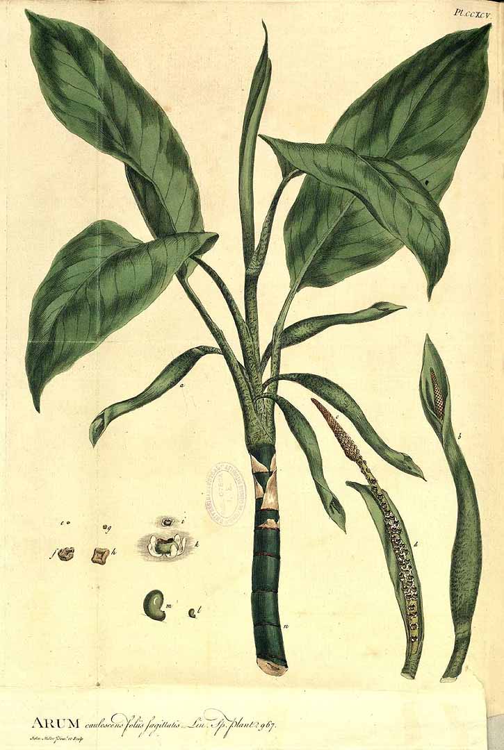 Illustration Dieffenbachia seguine, Par Miller, P., Figures of the most beautiful, useful and uncommon plants, described in the gardeners? dictionary (1755-1760) Fig. Pl. Gard. Dict. vol. 2 , via plantillustrations 