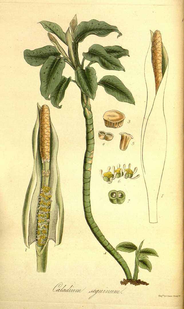 Illustration Dieffenbachia seguine, Par Hooker, W.J., Exotic Flora (1823-1827) Exot. Fl. vol. 1 (1823), via plantillustrations 