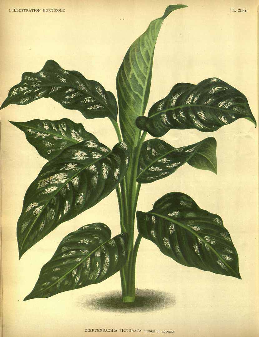Illustration Dieffenbachia seguine, Par L? Illustration horticole (1854-1896) Ill. Hort. vol. 39 (1892), via plantillustrations 