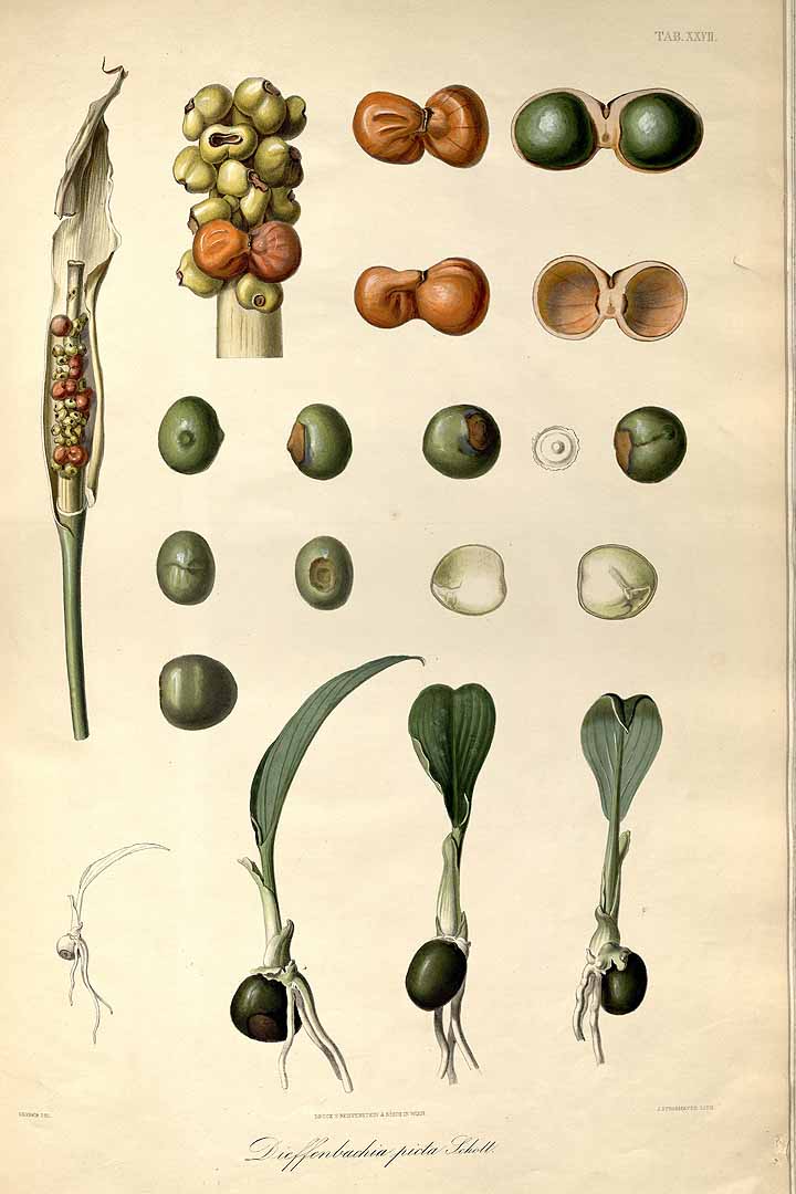 Illustration Dieffenbachia seguine, Par Schott, H.W., Icones Aroidearum (1857-1860) Icon. Aroid., via plantillustrations 