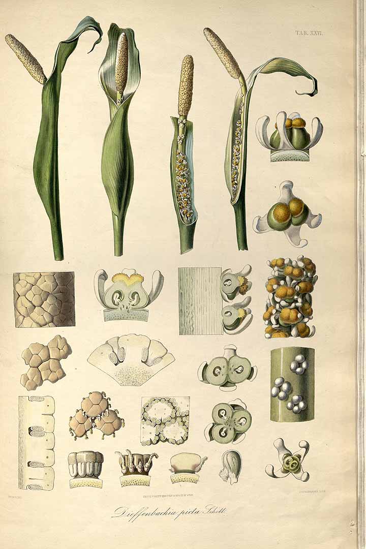 Illustration Dieffenbachia seguine, Par Schott, H.W., Icones Aroidearum (1857-1860) Icon. Aroid., via plantillustrations 
