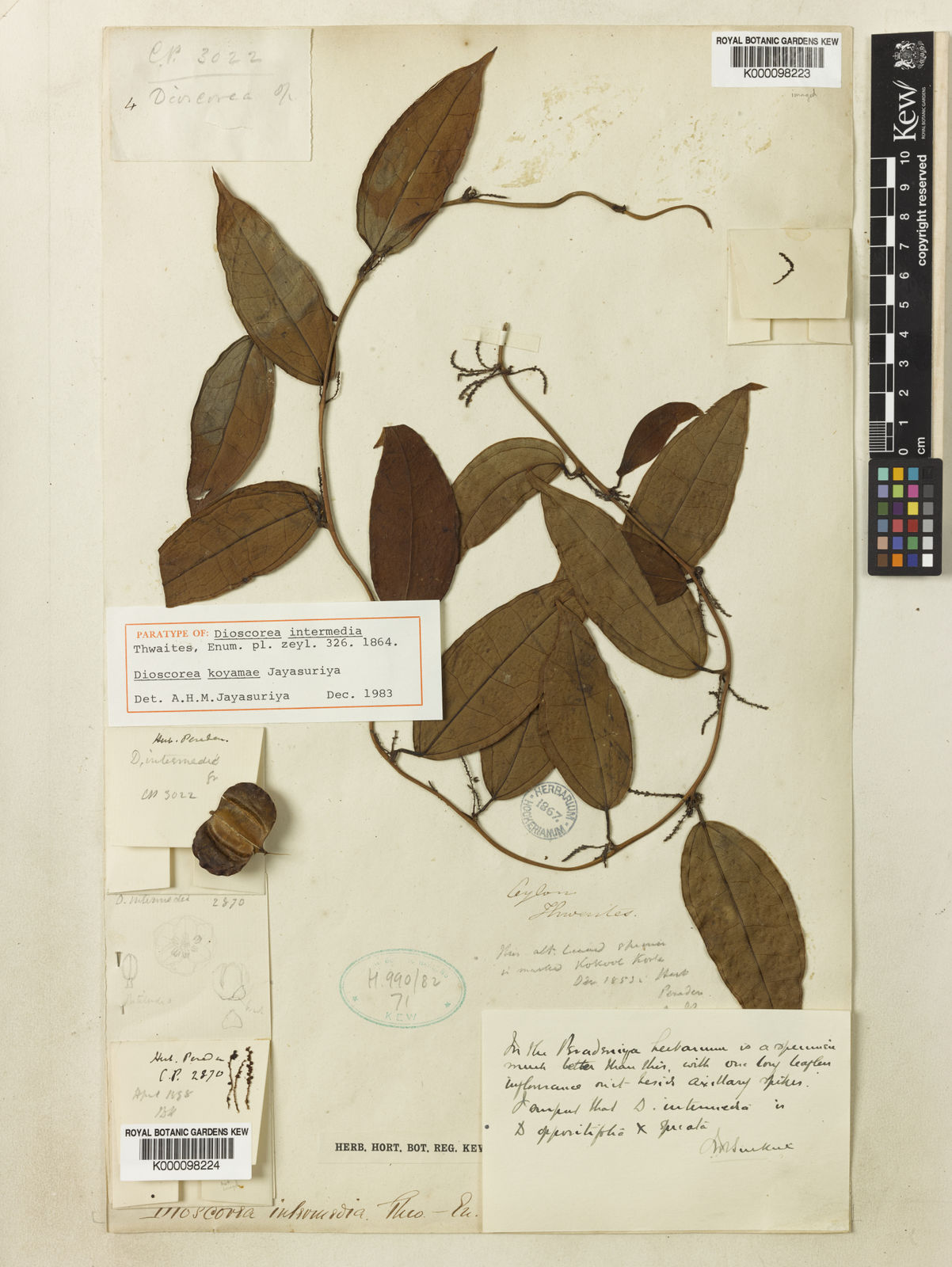 Illustration Dioscorea intermedia, Par inconnu, via kew 
