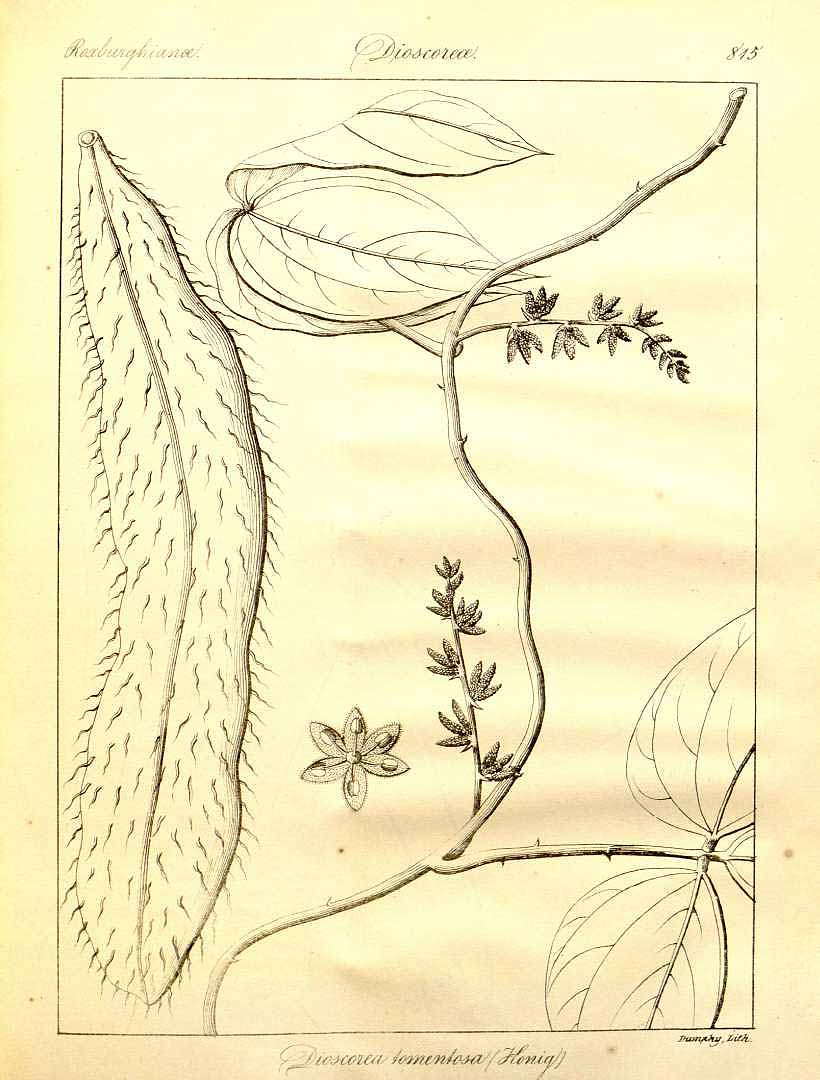 Illustration Dioscorea tomentosa, Par Wig