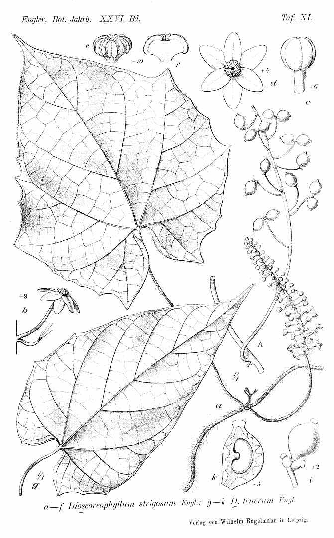 Illustration Dioscoreophyllum cumminsii, Par Botanische Jahrbucher fur Systematik, Pflanzengeschic