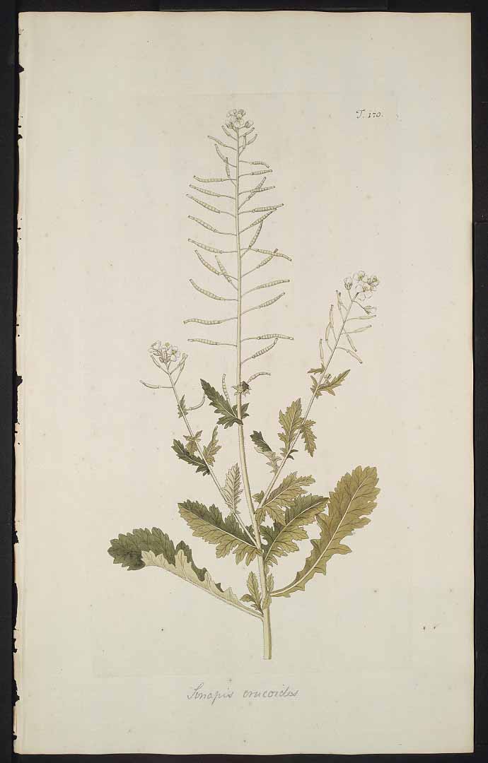Illustration Diplotaxis erucoides, Par Jacquin N.J. von (Hortus botanicus vindobonensis, vol. 2: t. 170, 1772), via plantillustrations 