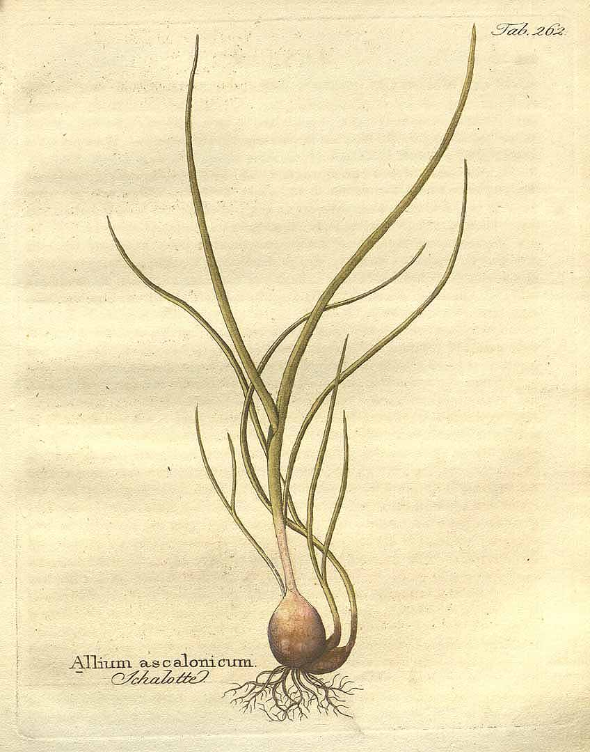 Illustration Allium ascalonicum, Par Vietz, F.B., Icones plantarum medico-oeconomico-technologicarum (1800-1822) Icones Pl. Med.-Oecon. vol. 3 (1806), via plantillustrations 