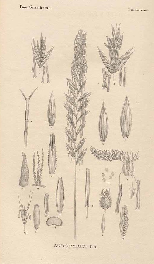 Illustration Elymus hispidus, Par Nees von Esenbeck, T.F.L., Genera plantarum florae germanicae (1835-1860) Gen. Fl. Germ. vol. 2 , via plantillustrations 