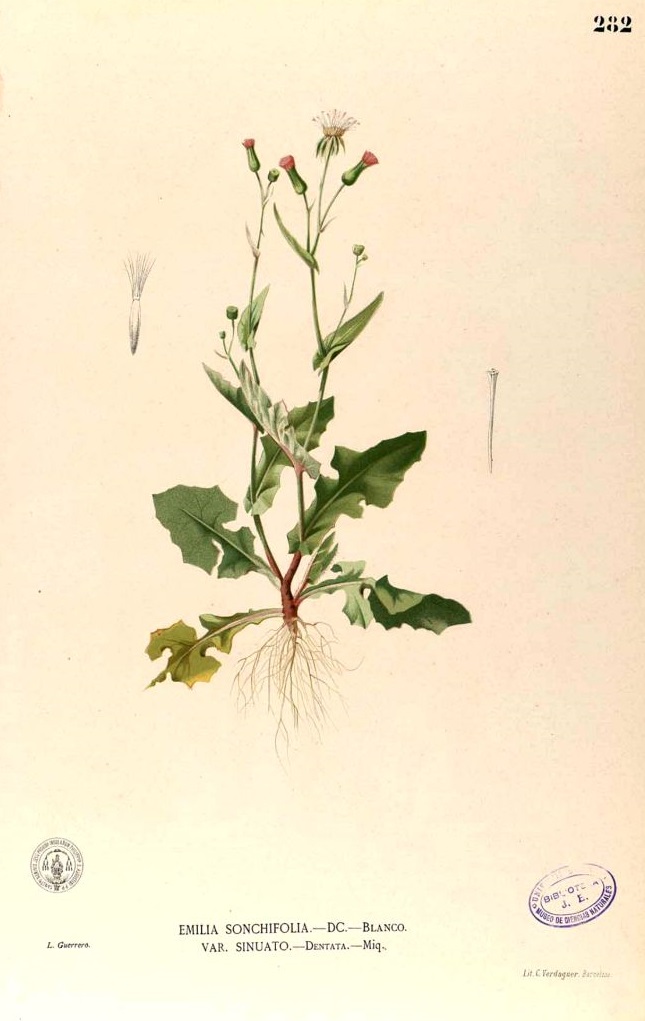 Illustration Emilia sonchifolia, Par Blanco, M., Flora de Filipinas, ed. 3 (1877-1883) Fl. Filip., ed. 3 t. 282, via plantillustrations 