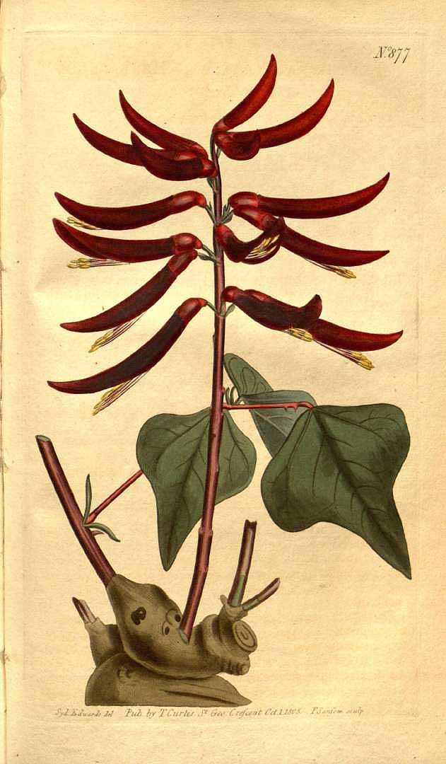 Illustration Erythrina herbacea, Par Curtis´s Botanical Magazine (vol. 22: t. 877, 1805) [S.T. Edwards], via plantillustrations 