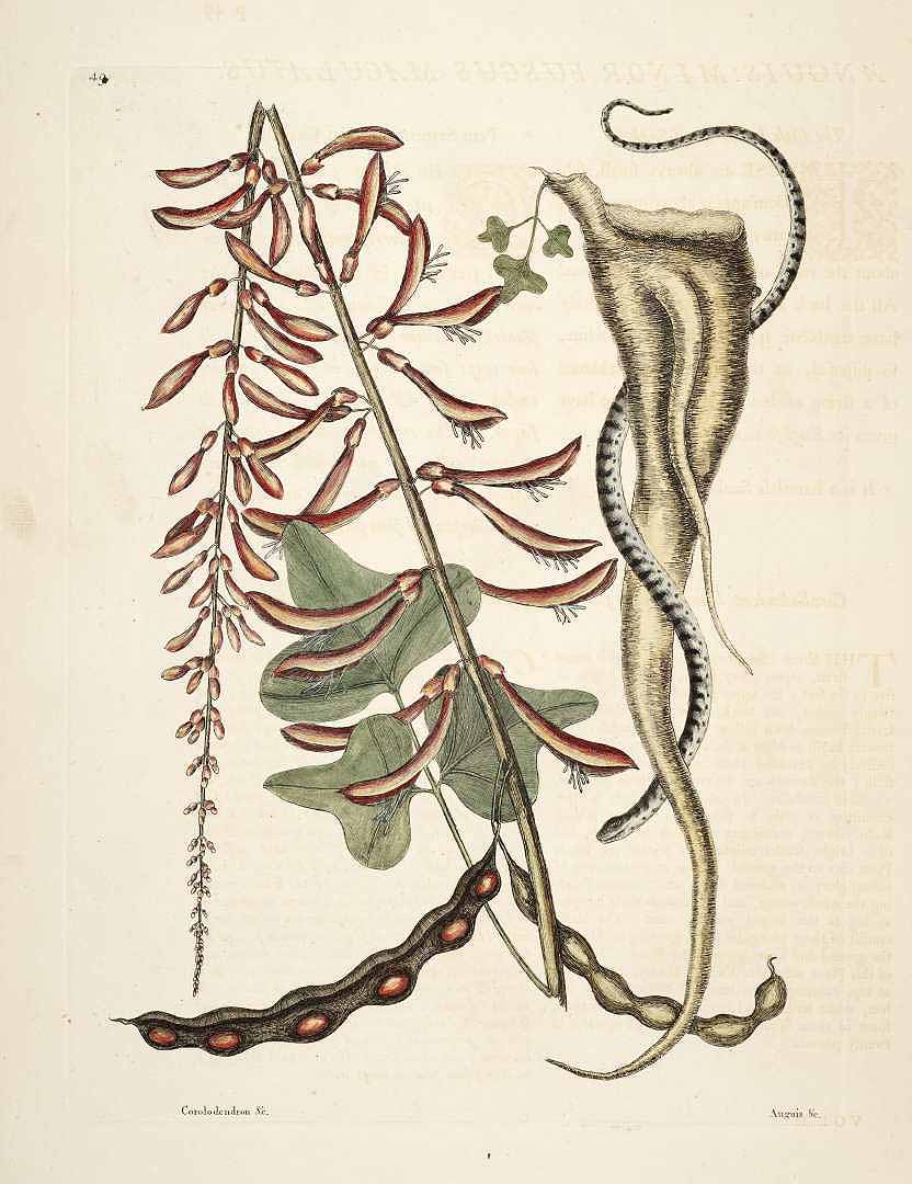 Illustration Erythrina herbacea, Par Catesby M. (The natural history of Carolina, Florida, and the Bahama Islands, vol. 2: t. 49, 1754), via plantillustrations 