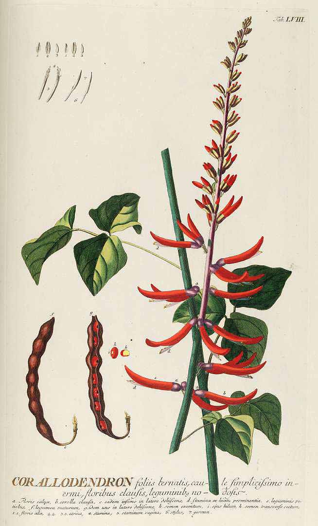 Illustration Erythrina herbacea, Par Trew C.J. (Plantae selectae quarum imagines ad exemplaria naturalia Londini, in hortis curiosorum nutrit, vol. 6: t. 58, 1760) [G.D. Ehret], via plantillustrations 