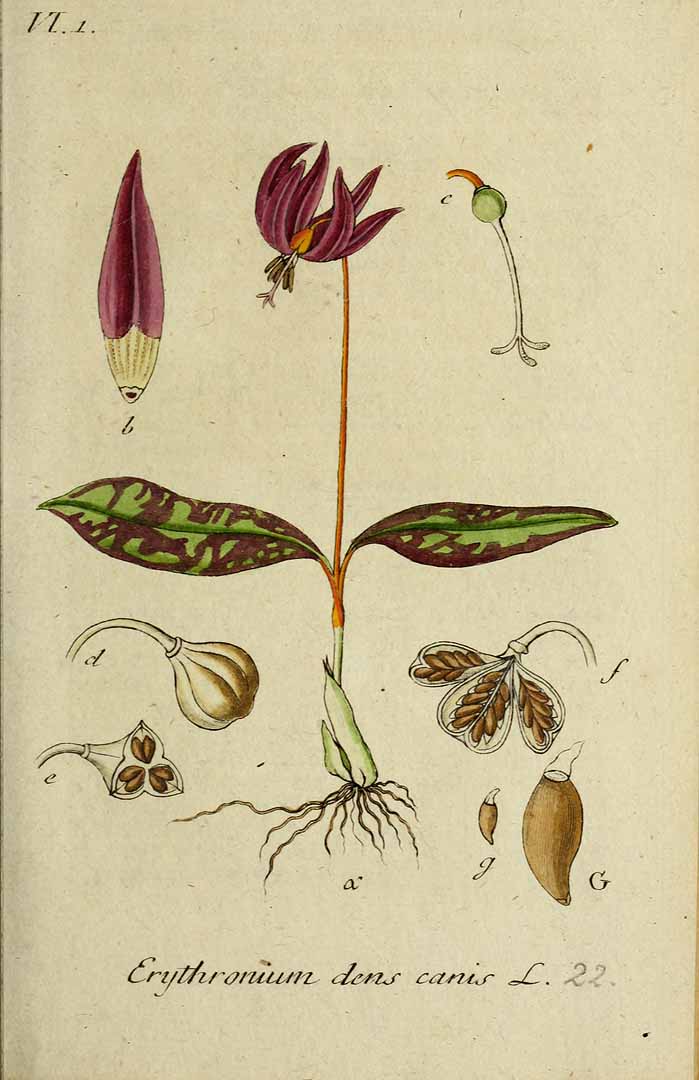 Illustration Erythronium dens-canis, Par Sturm, J., Sturm, J.W., Deutschlands flora (1798-1855) Deutschl. Fl. vol. 9 (1812) t. 22] , via plantillustrations 