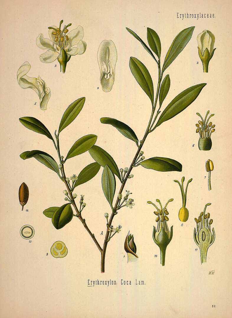 Illustration Erythroxylum coca, Par Ko&#776;hler, F.E., Ko&#776;hler?s Medizinal Pflanzen (1883-1914) Med.-Pfl. vol. 1 (1887) t. 82, via plantillustrations 