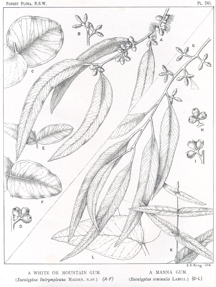 Illustration Eucalyptus viminalis, Par Maiden J.H. (Forest Flora of New South Wales, vol. 7: t. 241, 1917-1921) [n.a.], via plantillustrations 