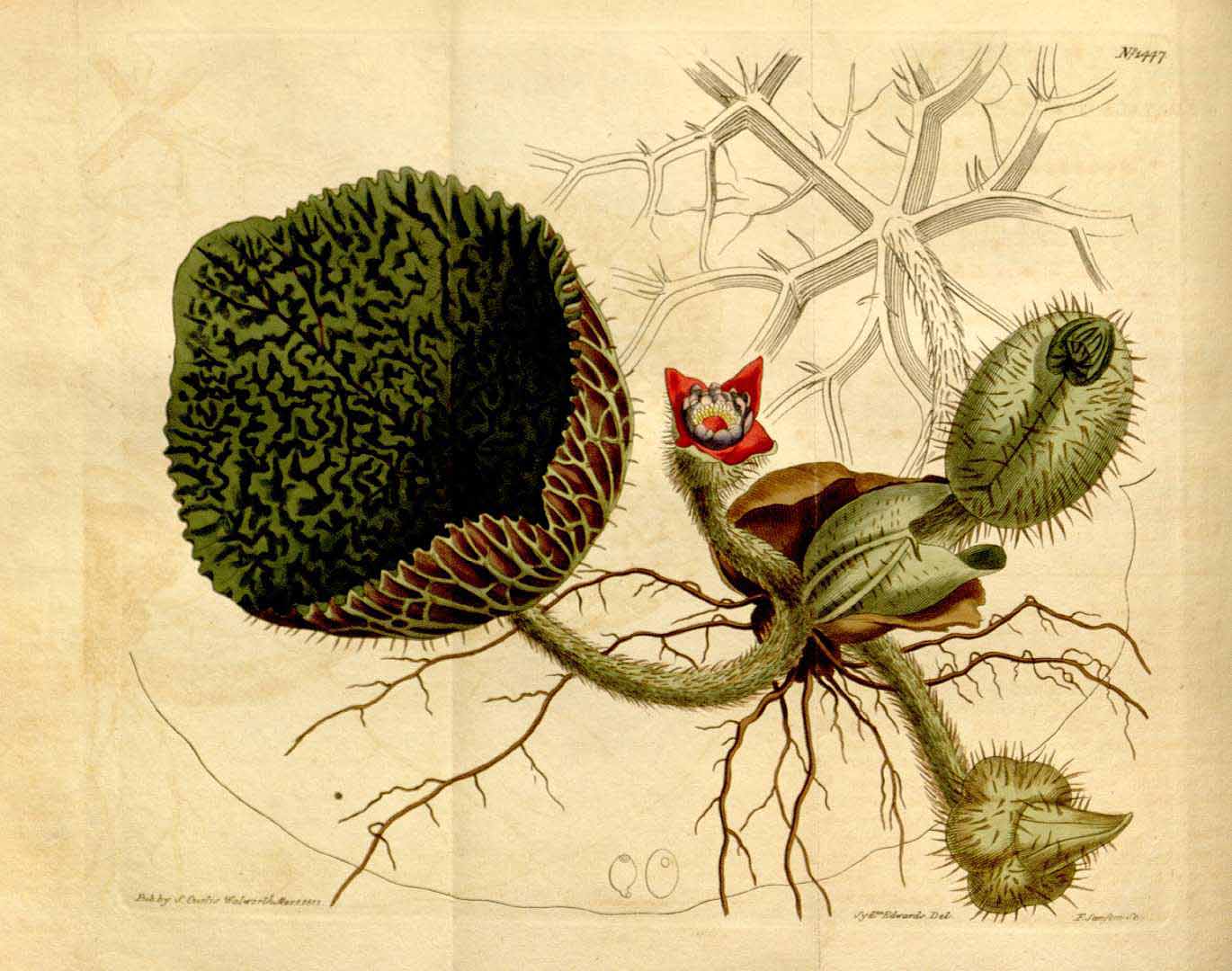 Illustration Euryale ferox, Par Curtis, W., Botanical Magazine (1800-1948) Bot. Mag. vol. 35 (1812) [tt. 1419-1459] t. 1447, via plantillustrations 