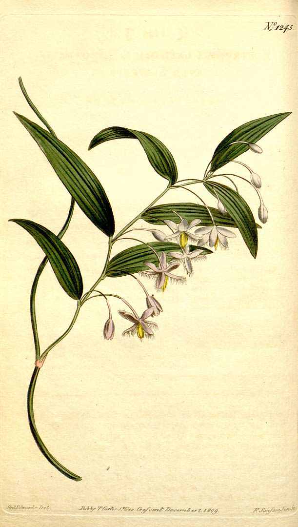 Illustration Eustrephus latifolius, Par Curtis, W., Botanical Magazine (1800-1948) Bot. Mag. vol. 31 (1810) [tt. 1237-1282] t. 1245, via plantillustrations 