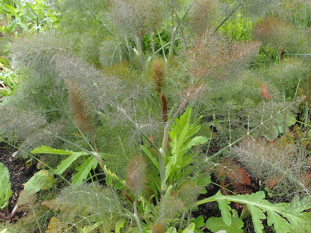 Illustration Foeniculum vulgare subsp. vulgare var. azoricum f. purpureum, Par inconnu, via gerbeaud 