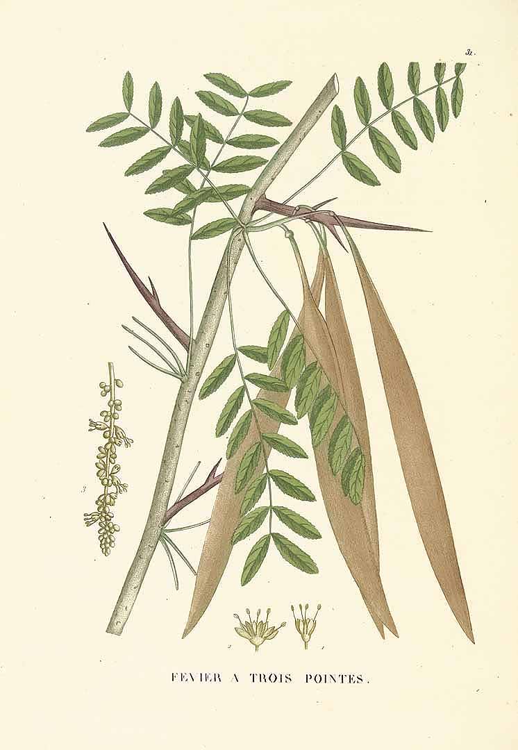 Illustration Gleditsia triacanthos, Par Saint-Hilaire J.H.J. (Traité des arbres forestiers, t. 31, 1824), via plantillustrations 