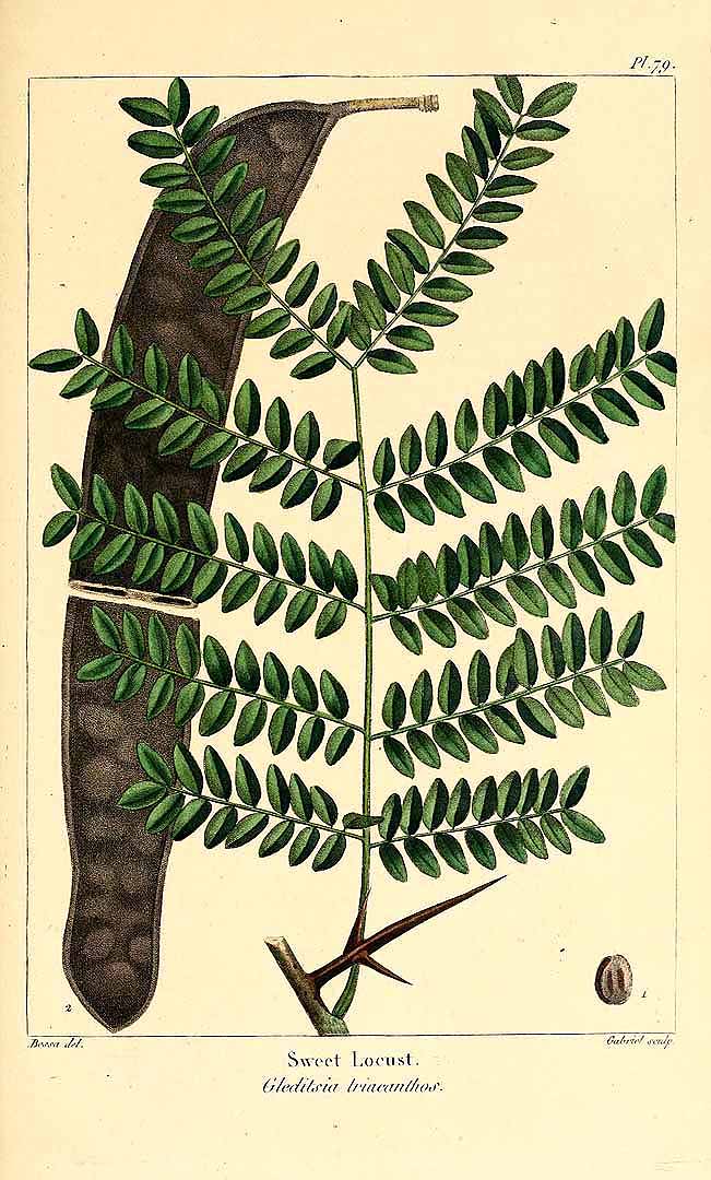 Illustration Gleditsia triacanthos, Par Michaux, F.A., North American sylva (1817-1819) N. Amer. Sylv., via plantillustrations 