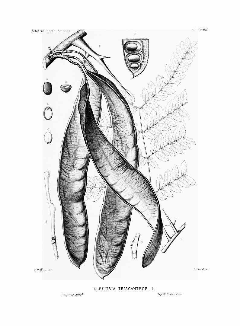 Illustration Gleditsia triacanthos, Par Sargent C.S. (The Silva of North America, vol. 3: t. 126, 1899) [C.E. Faxon], via plantillustrations 