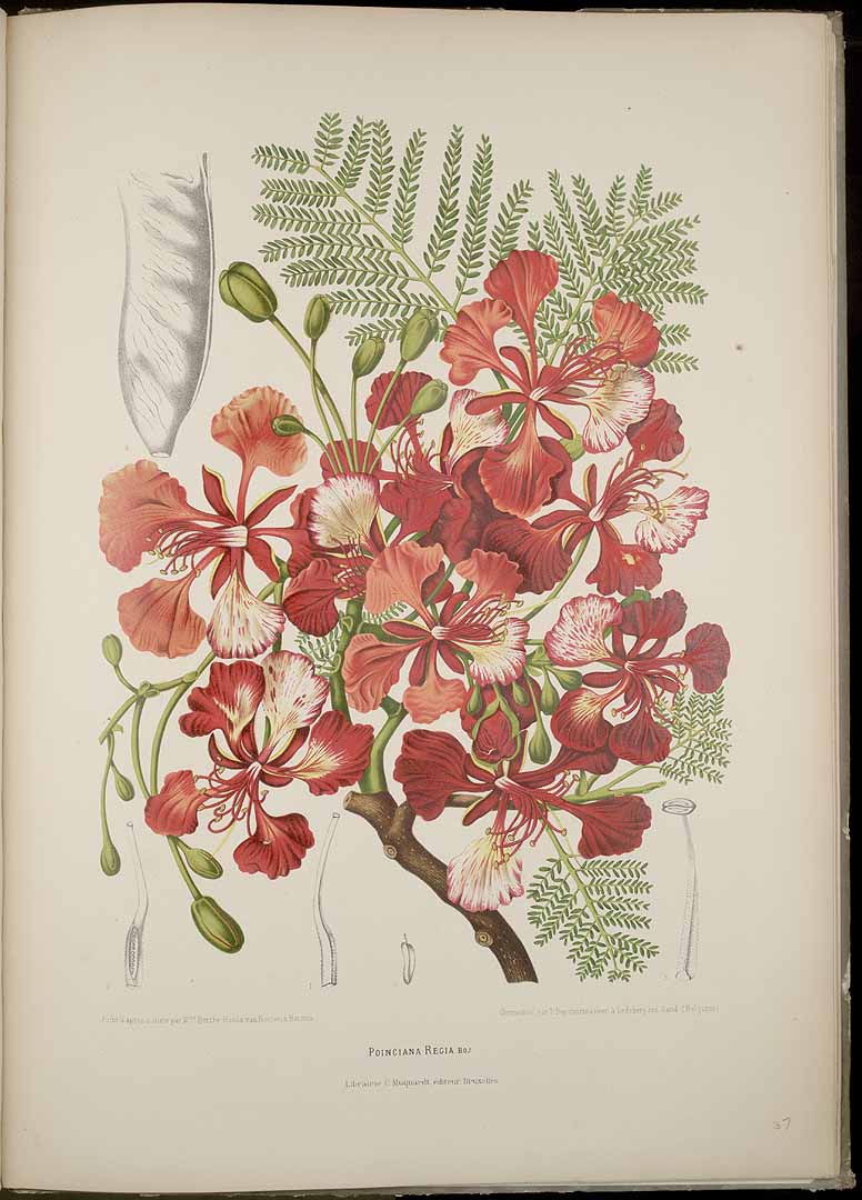 Illustration Delonix regia, Par Nooten B.H. van (Fleurs, fruits et feuillages choisis de l´ille de Java: peints d´apres nature, t. 37, 1880) [B. Hoola van Nooten], via plantillustrations 