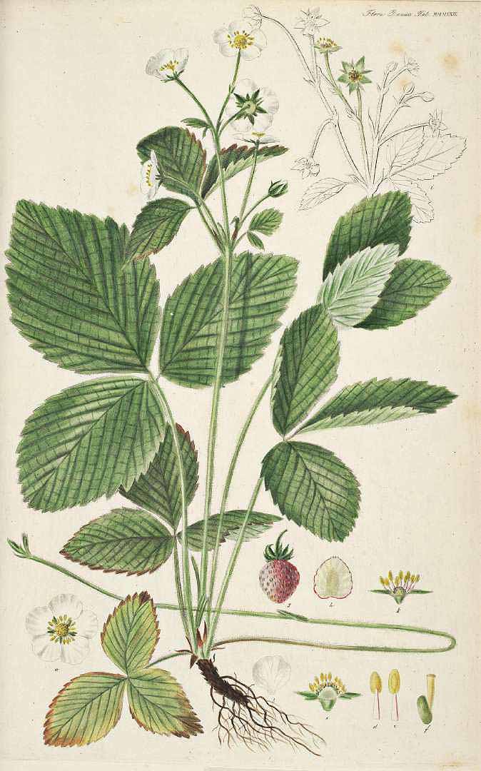 Illustration Fragaria moschata, Par Oeder G.C. (Flora Danica, Hft 51, t. 3022, 1761-1883), via plantillustrations 