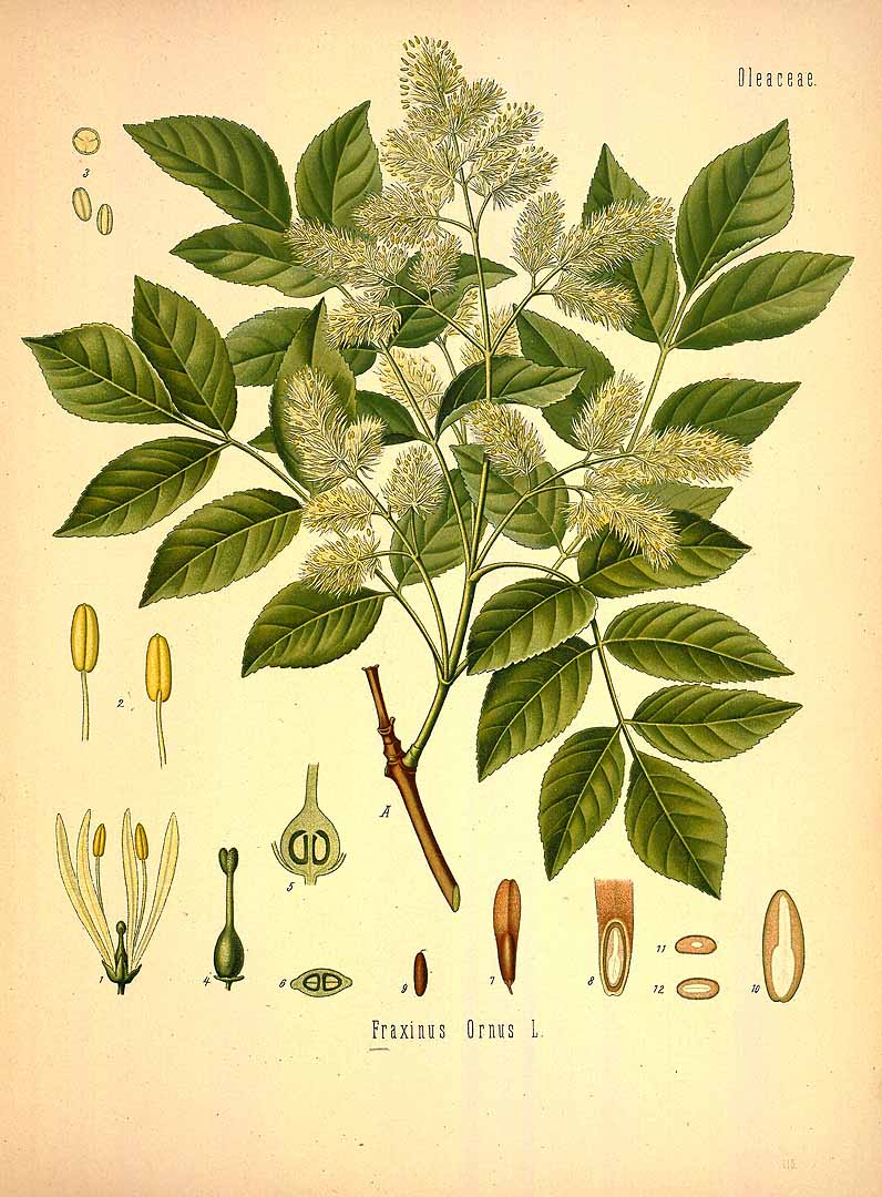 Illustration Fraxinus ornus, Par Ko&#776;hler, F.E., Ko&#776;hler?s Medizinal Pflanzen (1883-1914) Med.-Pfl. vol. 2 (1890) t. 115, via plantillustrations 