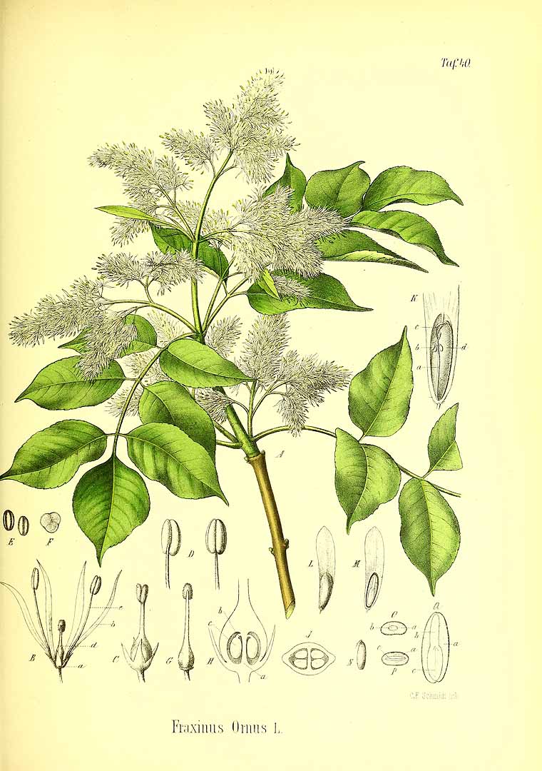 Illustration Fraxinus ornus, Par Berg, O.C., Schmidt, C.F., Atlas der officinellen Pflanzen (1893-1902) Atlas. Off. Pfl. vol. 1 (1891) t. 40, via plantillustrations 