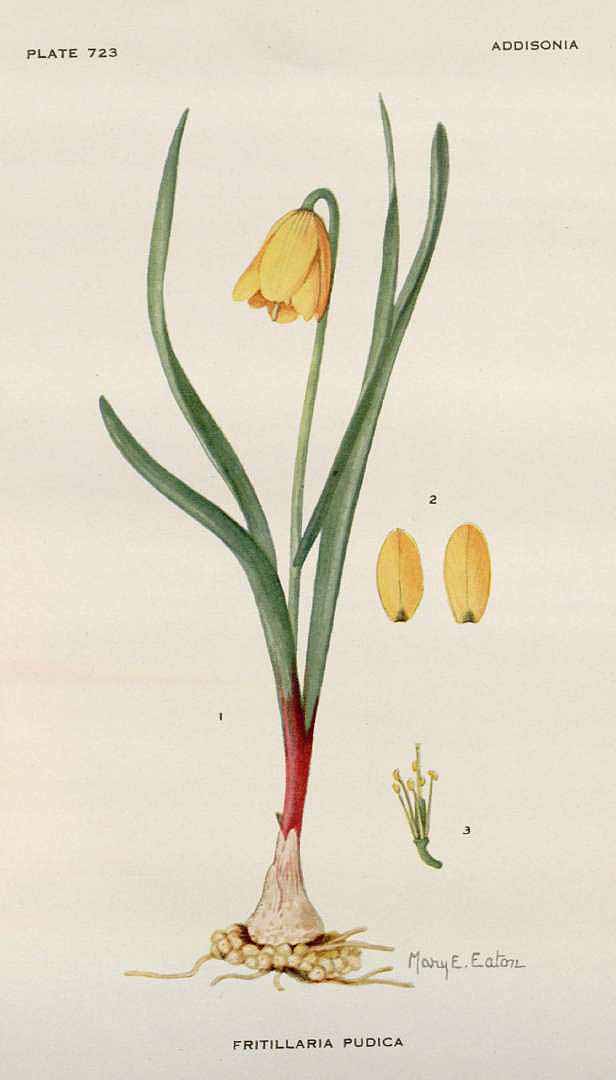 Illustration Fritillaria pudica, Par Addisonia (vol. 22: t. 723, 1945) [M.E. Eaton], via plantillustrations 