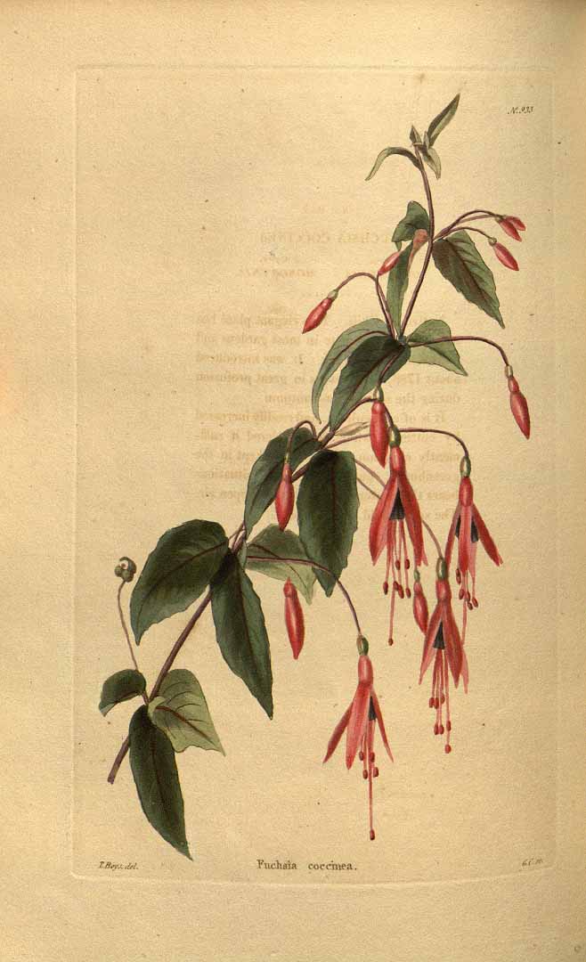 Illustration Fuchsia coccinea, Par Loddiges, C.L., botanical cabinet [C. Loddiges] (1817-1833) Bot. Cab. vol. 10 (1824) [tt. 901-1000] t. 933, via plantillustrations 