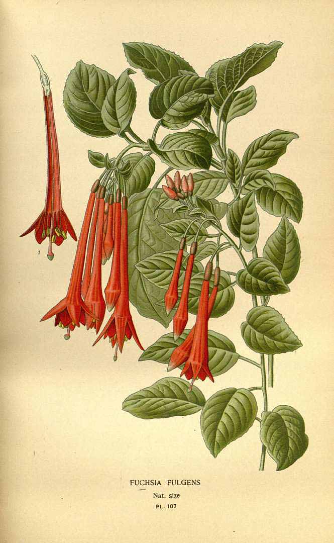 Illustration Fuchsia fulgens, Par Step, E., Bois, D., Favourite flowers of garden and greenhouse (1896-1897) Favourite Fl. vol. 2 (1896) t. 107, via plantillustrations 