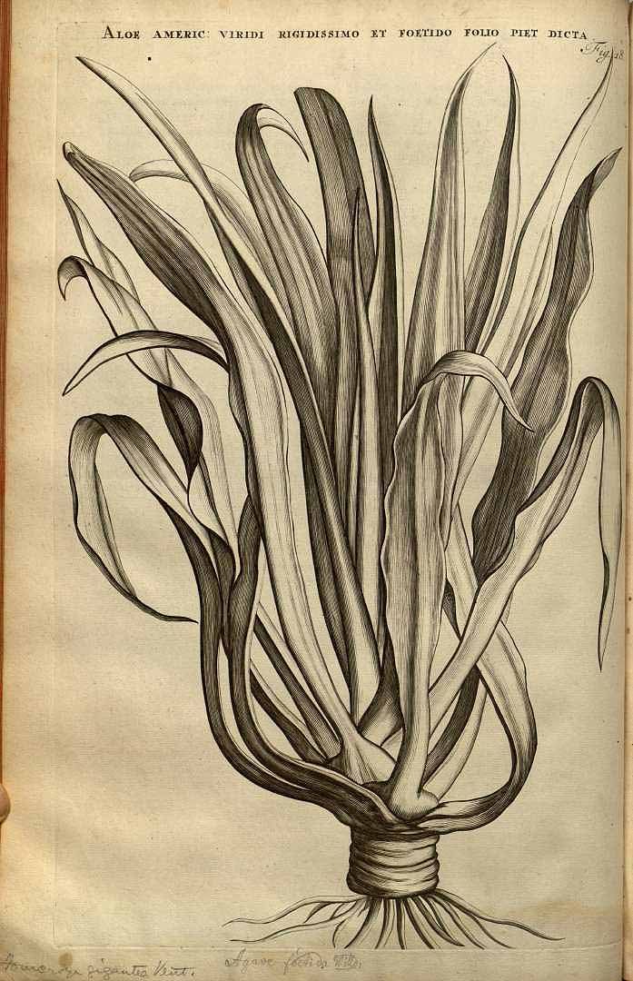 Illustration Furcraea foetida, Par Commelin Johannes (Horti medici amstelodamensis rariorum tam Orientalis, vol. 2: t. 18, 1701), via plantillustrations 