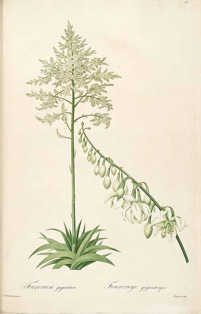 Illustration Furcraea foetida, Par Redouté P.J. (Les Liliacées, vol. 8: t. 476, 1805-1816) [Redoute], via plantillustrations 