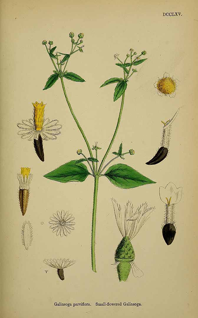 Illustration Galinsoga parviflora, Par Sowerby J.E. (English Botany, or Coloured Figures of British Plants, 3th ed., vol. 5: t. 765, 1866), via plantillustrations 