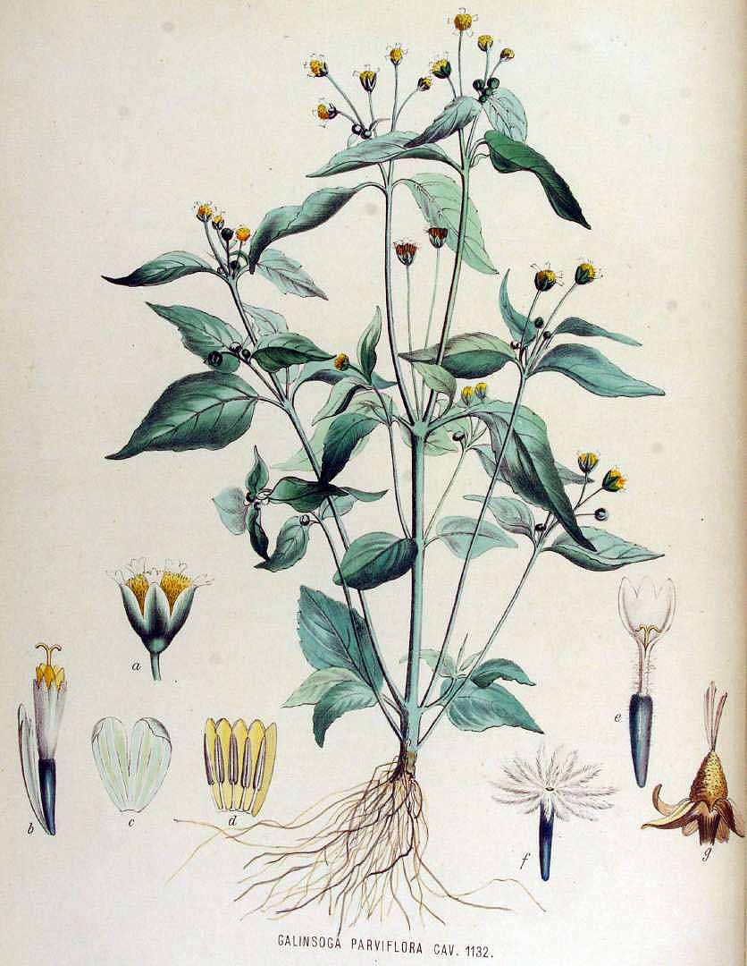Illustration Galinsoga parviflora, Par Kops et al. J. (Flora Batava, vol. 15: t. 1132, 1877), via plantillustrations 