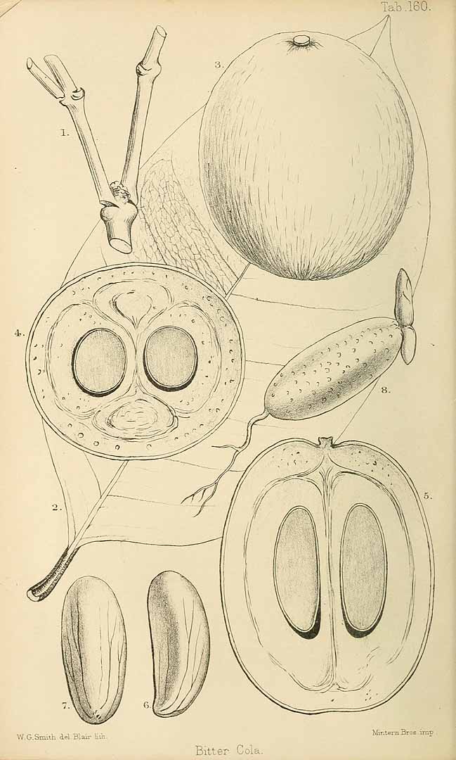 Illustration Garcinia kola, Par Seemann, B.C., Britten, J., Journal of botany, British and foreign (1863-1942) J. Bot. vol. 13 (1875) t. 160	p. 65 , via plantillustrations 
