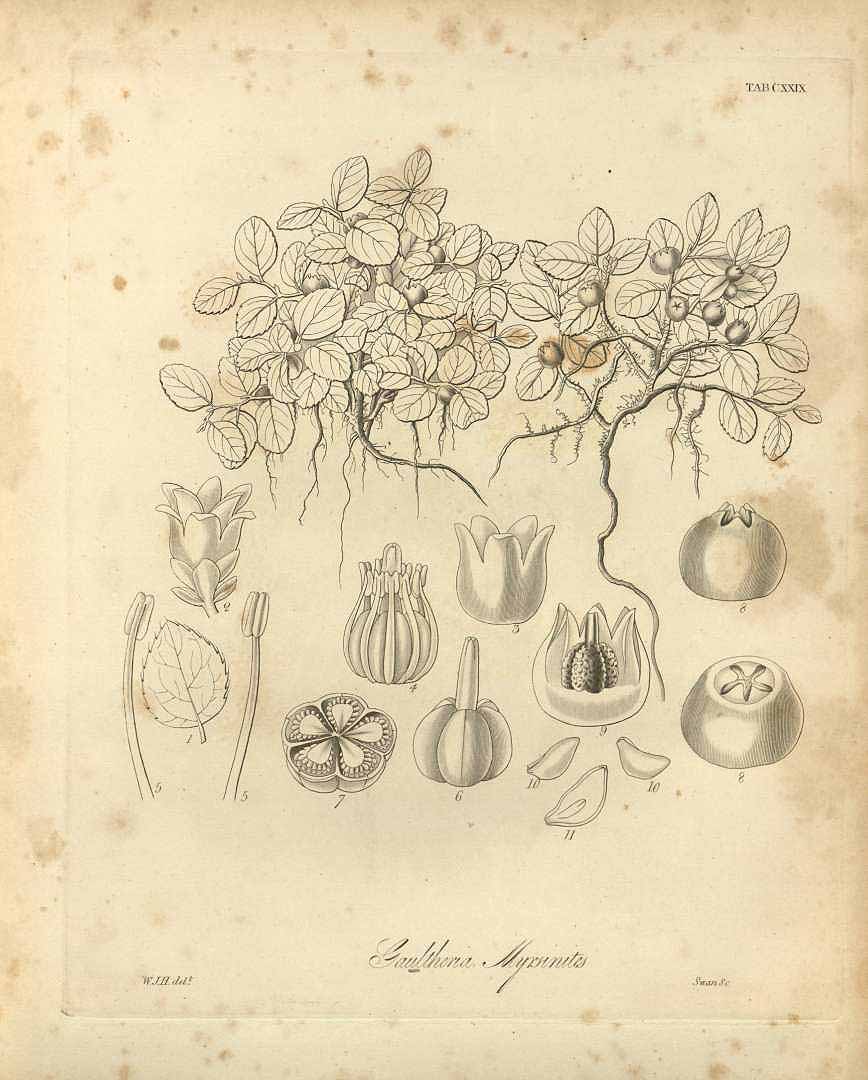 Illustration Gaultheria humifusa, Par Hooker W.J. (Flora boreali-americana, or, the botany of the northern parts of British America, vol. 2: t. 129, 1840) [W.J. Hooker], via plantillustrations 