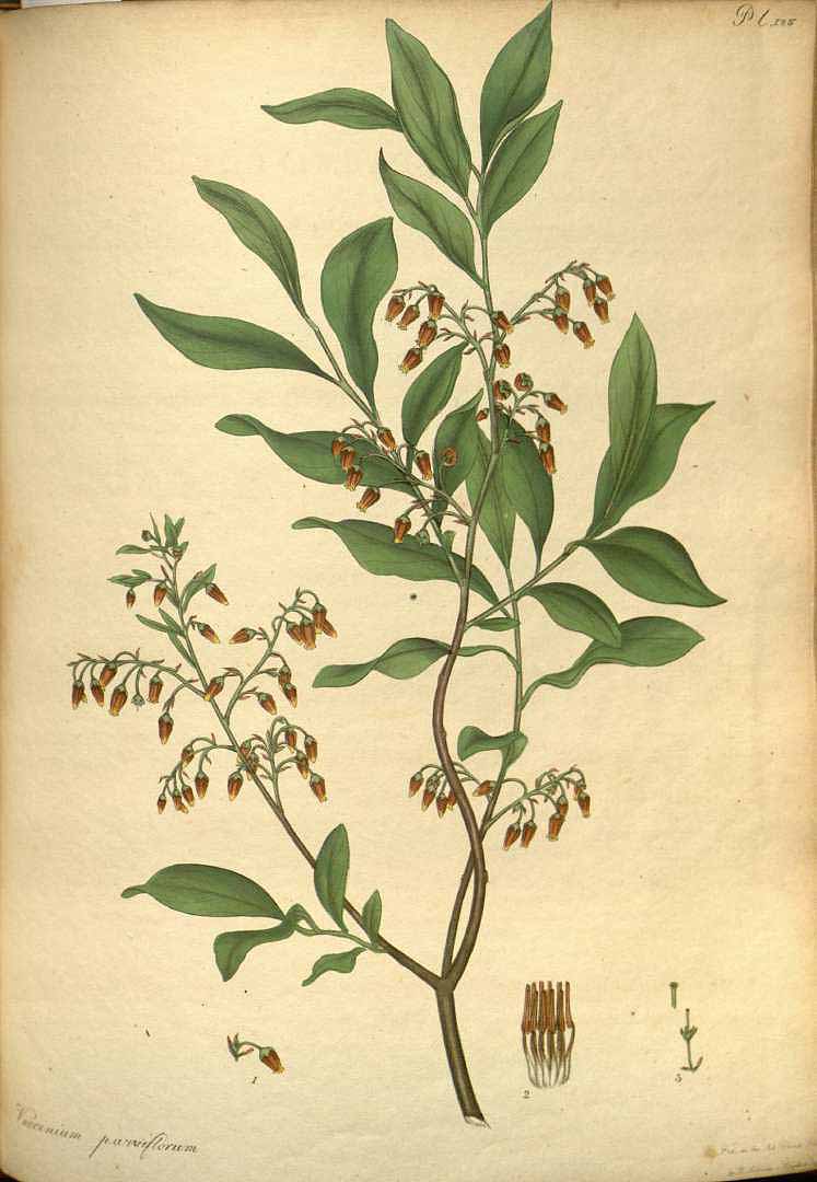 Illustration Gaylussacia baccata, Par Andrews, H.C., botanist?s repository (1797-1814) Bot. Repos. vol. 2 (1799) [tt. 73-144] t. 125, via plantillustrations 
