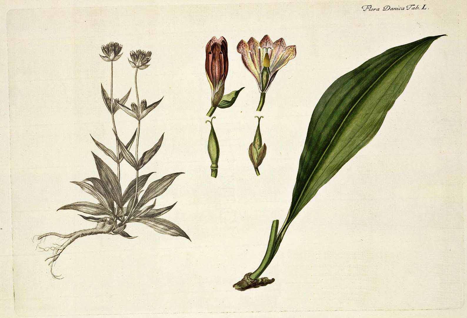 Illustration Gentiana purpurea, Par Oeder, G.C., Flora Danica (1761-1861) Fl. Dan. vol. 1 (1761-1766) [tt. 1-180] t. 50, via plantillustrations 