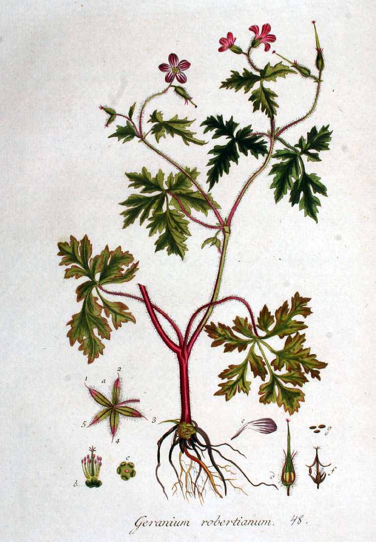 Illustration Geranium robertianum, Par Kops, J., Flora Batava (1800-1934) Fl. Bat. vol. 1 (1800), via plantillustrations 