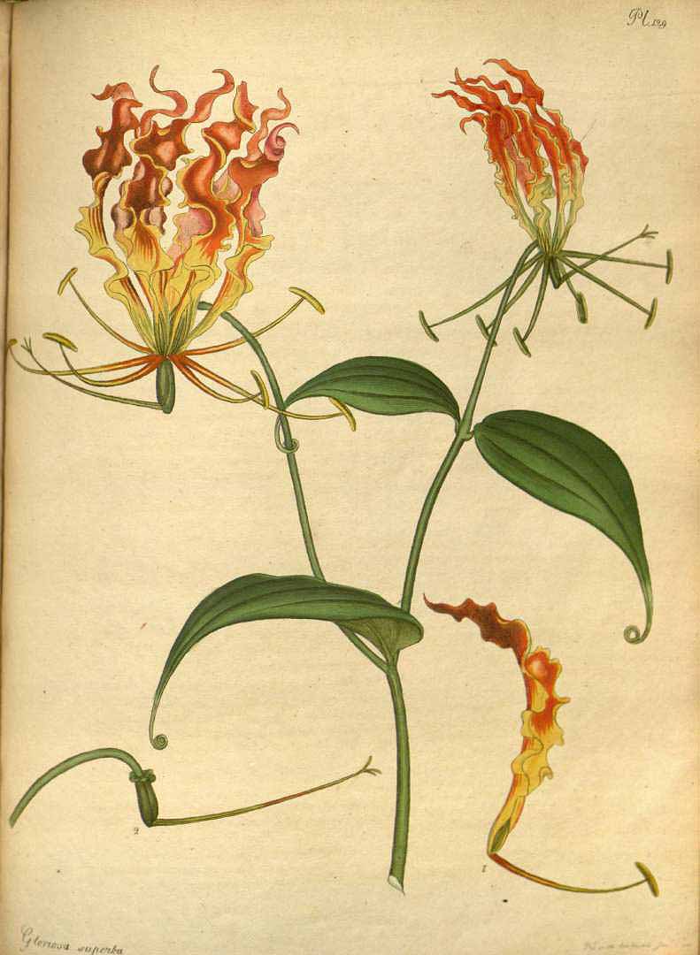 Illustration Gloriosa superba, Par Andrews, H.C. (The botanist´s repository, vol. 2: t. 129, 1799-1801), via plantillustrations 