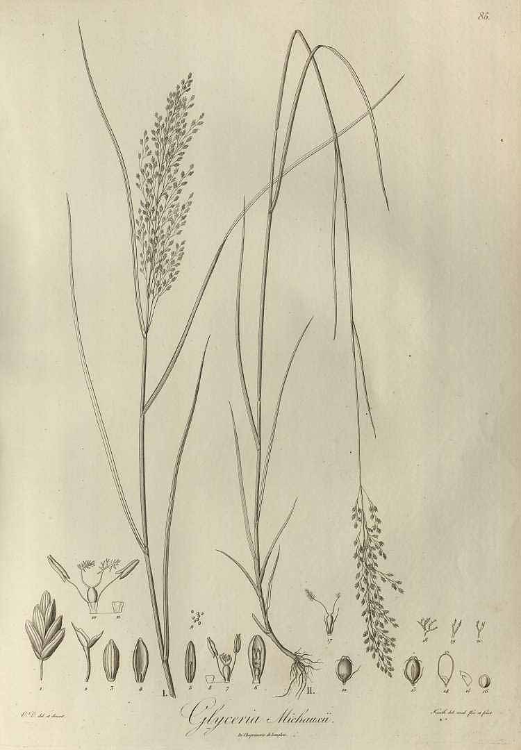 Illustration Glyceria striata, Par Kunth K.S. (Distribution mthodique de la famille des Gramines, Plates, t. 85, 1835), via plantillustrations 