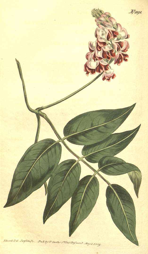 Illustration Apios americana, Par Curtis, W., Botanical Magazine (1800-1948) Bot. Mag. vol. 30 (1809), via plantillustrations 